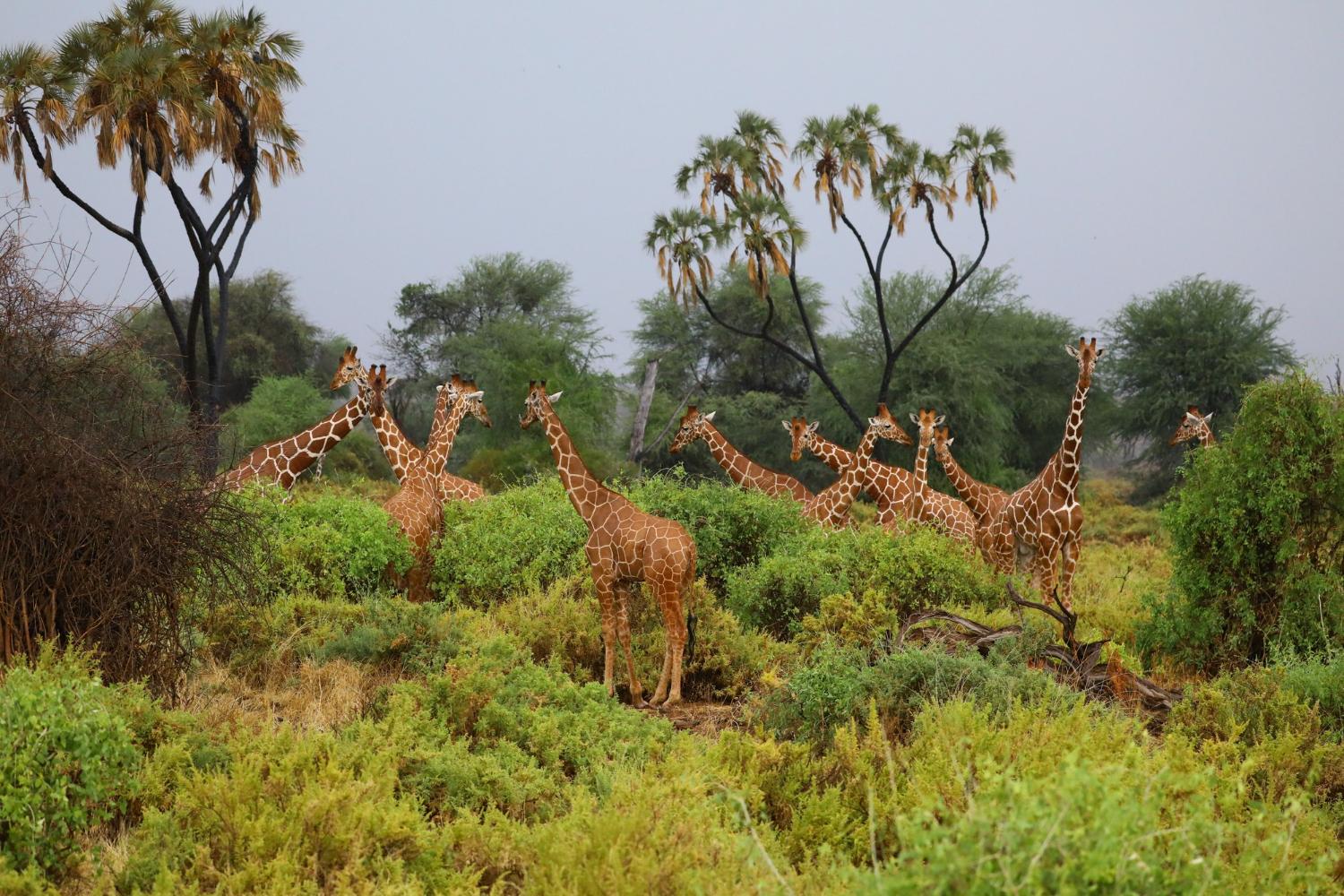 Southern Africa’s Safari Destination